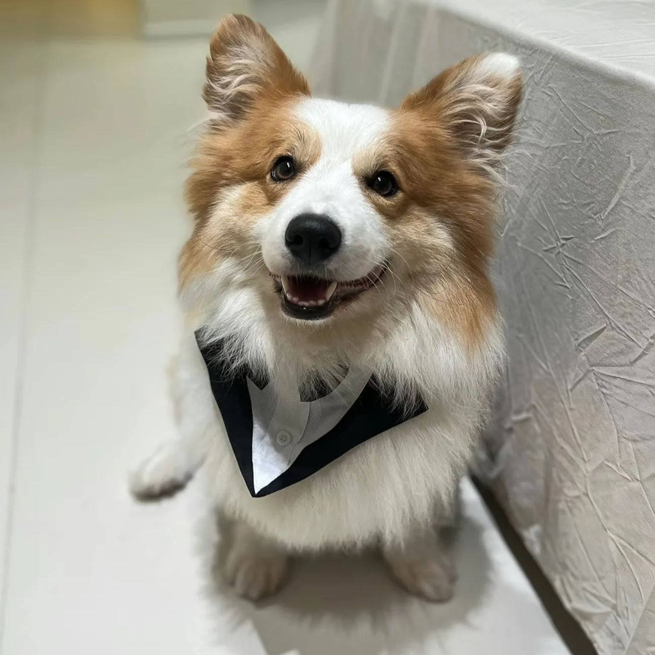 ペット用犬服ファッションパーティーショーフォーマルスーツネク - Suitsupply Wedding Tuxedo のレビューと価格